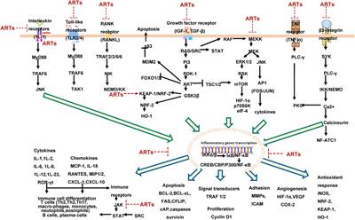 Advances in the study of artemisinin and its derivatives for the treatment of rheumatic skeletal disorders, autoimmune inflammatory diseases, and autoimmune disorders: a comprehensive review